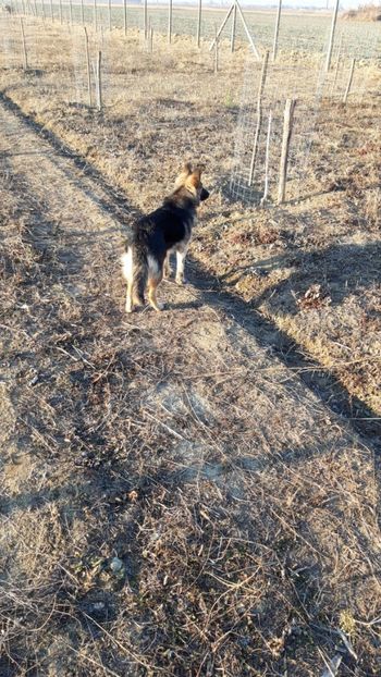  - Livada 1 anul I 2018