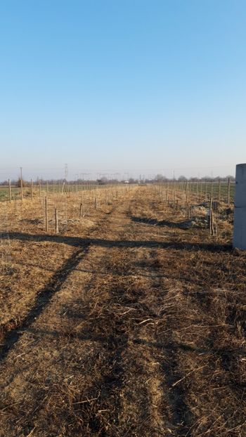  - Livada 1 anul I 2018