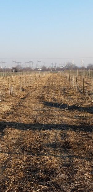 Screenshot_20181204-001159_Gallery - Livada 1 anul I 2018