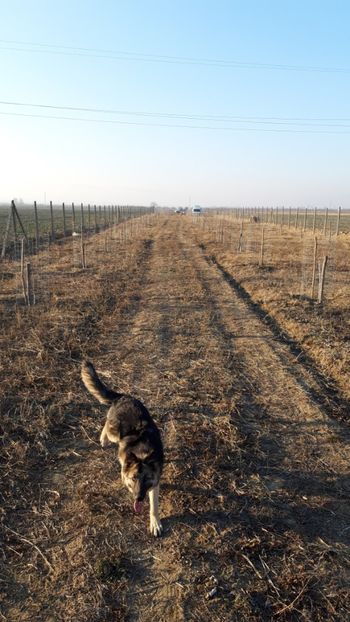  - Livada 1 anul I 2018