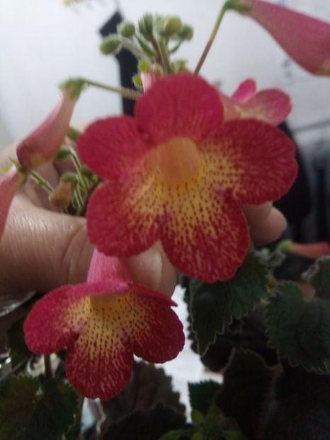 Northwoods Sunburst - AA RIZOMI ACHIMENES 2022