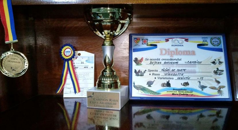 Rezultate la expo Arad - Contact