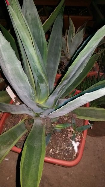  - Agave florina 82