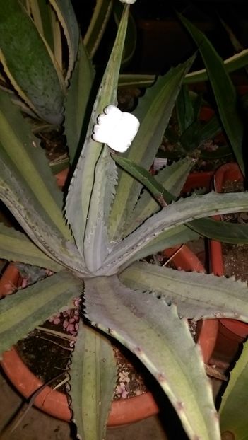 2)americana proto medio pallida - Agave florina 82