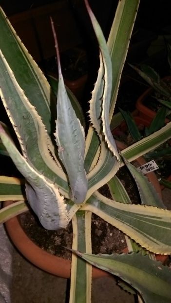 ingens marginata - Geodezia