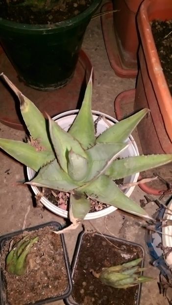 4nu stiu denumirea - Agave florina 82