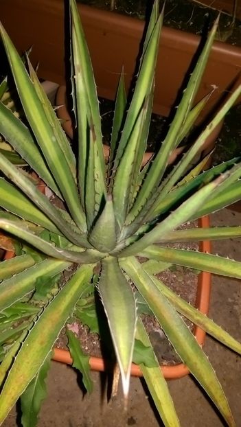 5)agava lophanta poselgeri - Agave florina 82