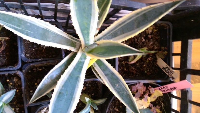 8)ingens marginata striata - Agave florina 82