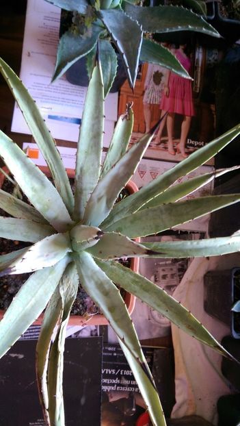 9) nu stiu denumirea - Agave florina 82