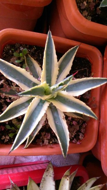 10)cornelius - Geodezia