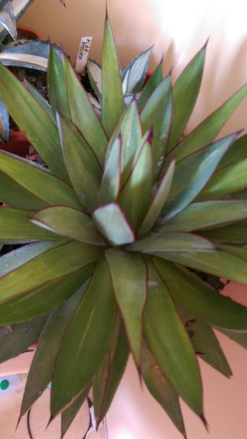 12)romanii - Agave florina 82