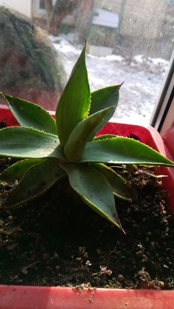 celsii albicans - Geodezia