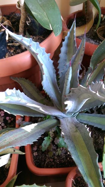  - Agave florina 82