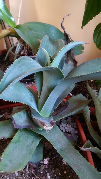 15)gypsophila - Agave florina 82