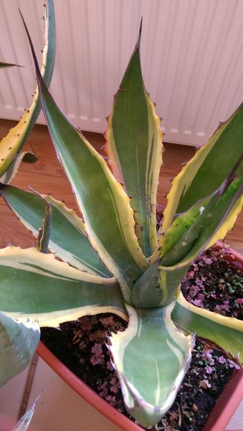 16)agava salmiana crassispina marginata - Agave florina 82