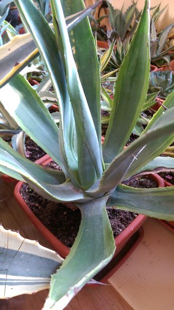 1)americana cv marginata pallida - Agave florina 82