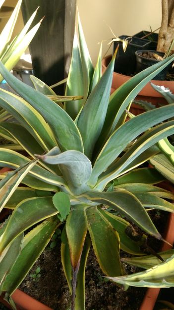 desmetiana marginata - Geodezia