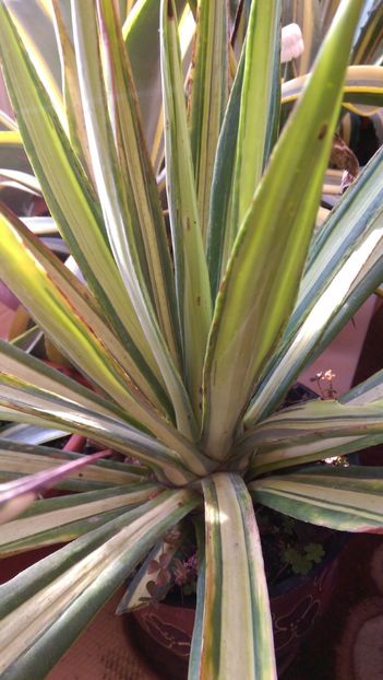 agava sisalana mediopicta pallida - Geodezia