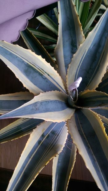 20)agava cordillerensis cv marginata - Agave florina 82