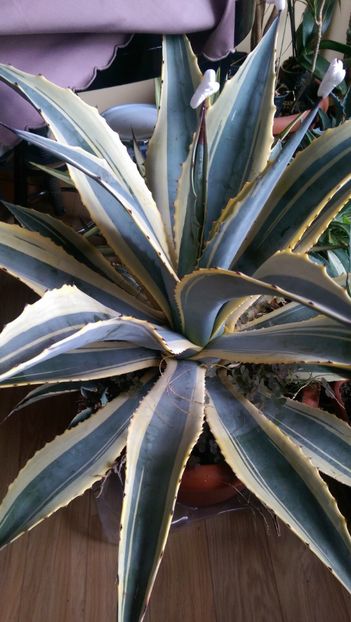  - Agave florina 82