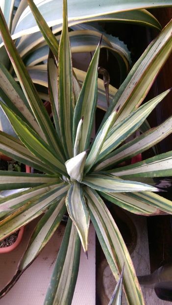  - Agave florina 82