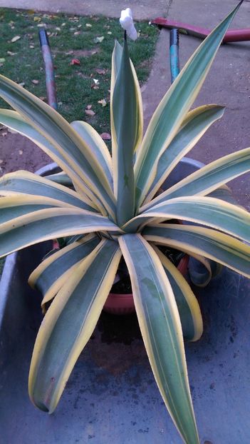 23)weberi arizona star - Agave florina 82