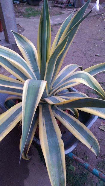  - Agave florina 82