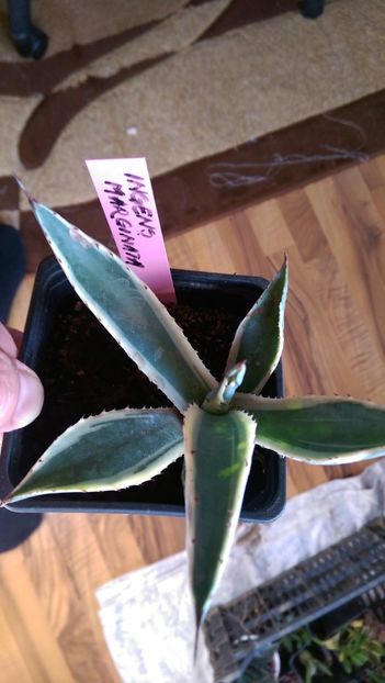 2)ingens marginata - puideursdebucovina