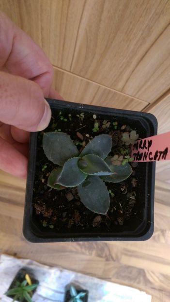 30parry truncata - puideursdebucovina