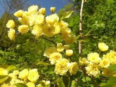 rosa banksiae lutea, dorință împlinită - Dorinte