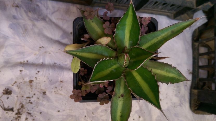 9)agava lophanta latifolia splendida - puideursdebucovina