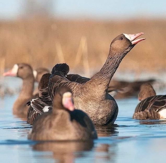Gârliță - Un fel de rai pe pământ!