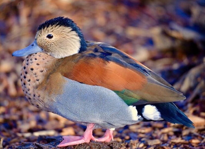 Mascul Micul Atlantic - Un fel de rai pe pământ!