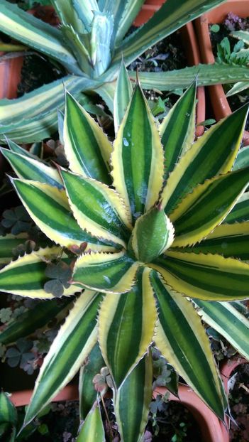 Lophanta qudricolor - Geodezia