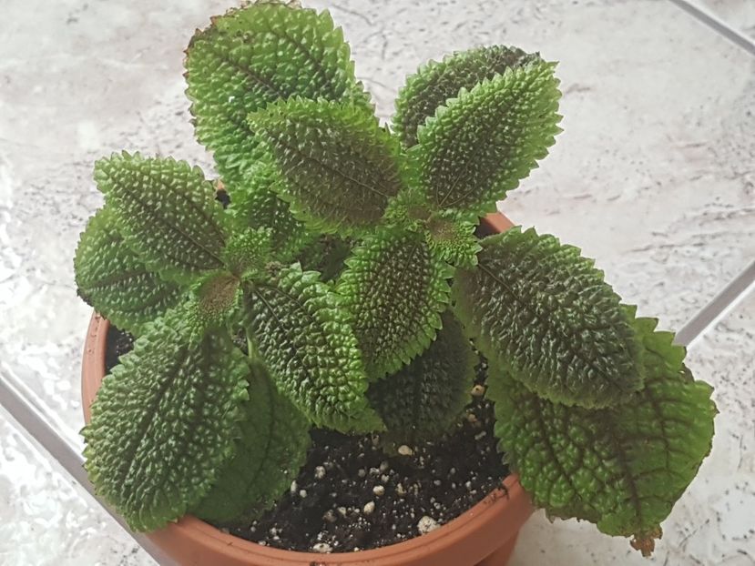Pilea involucrata, o plantuta primita anul trecut intr-un aranjament de craciun. A rezistat! - Alte plante de interior