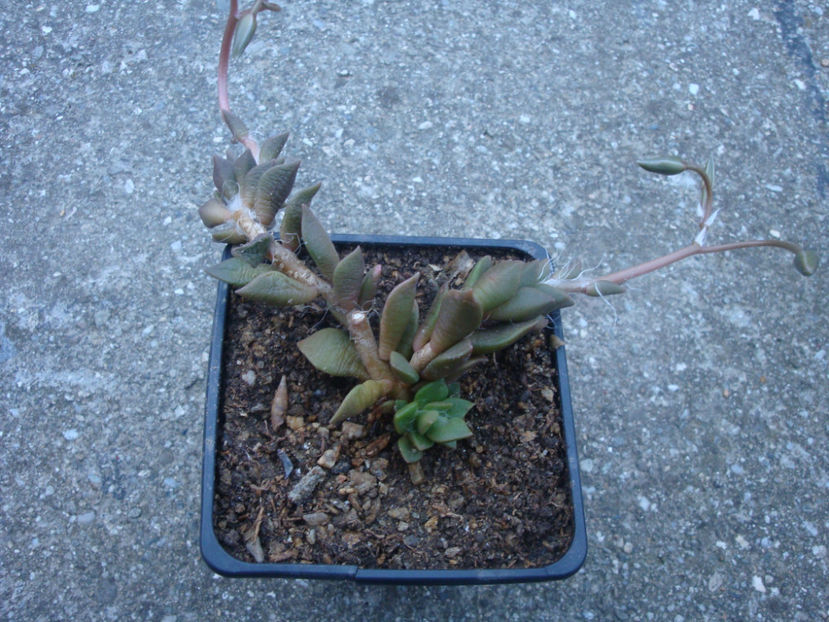 Anacampseros rufescens (Haw.) Sweet 1826. - Genul Anacampseros