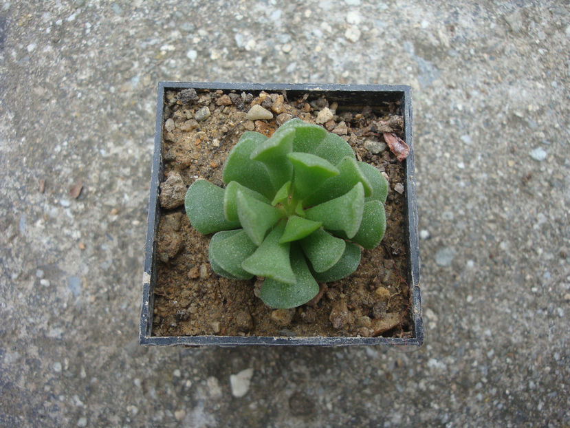 Adromischus cristatus var. clavifolius (Haw.) Toelken 1978. - Genul Adromischus