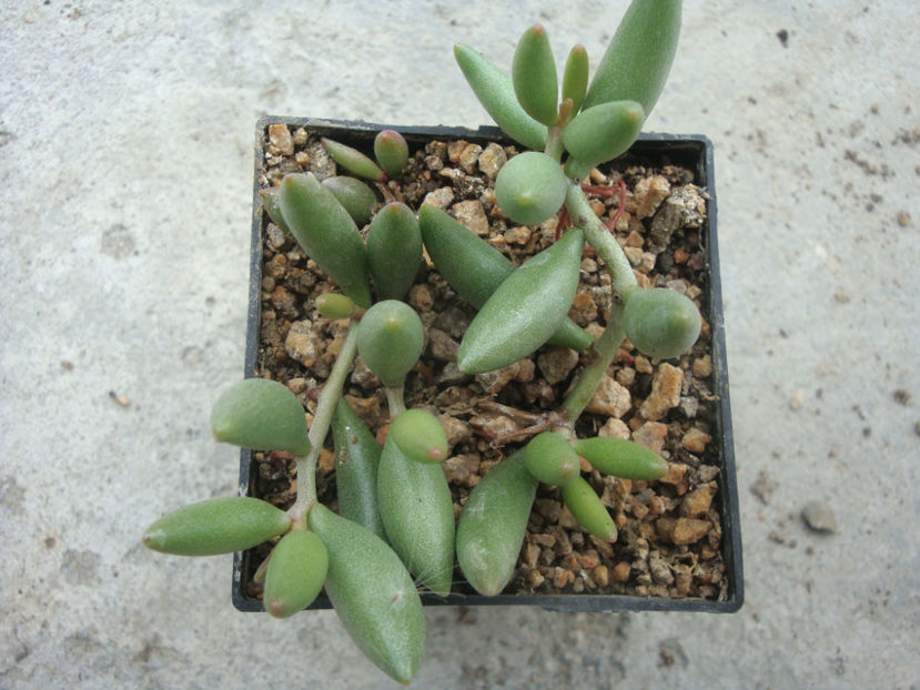 Adromischus filicaulis subsp. marlothii (Schönland) Toelken 1978. - Genul Adromischus