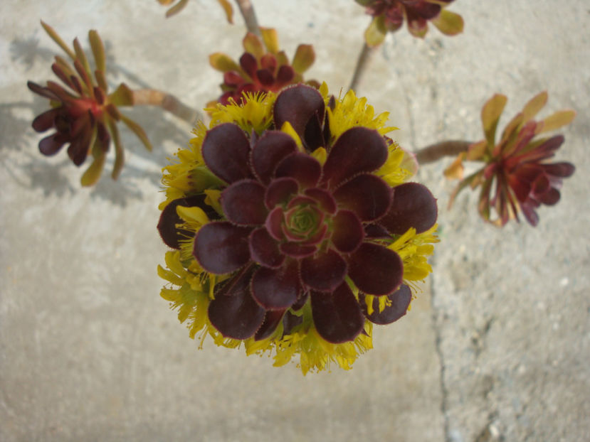 Aeonium arboreum cv. atropurpureum - Genul Aeonium