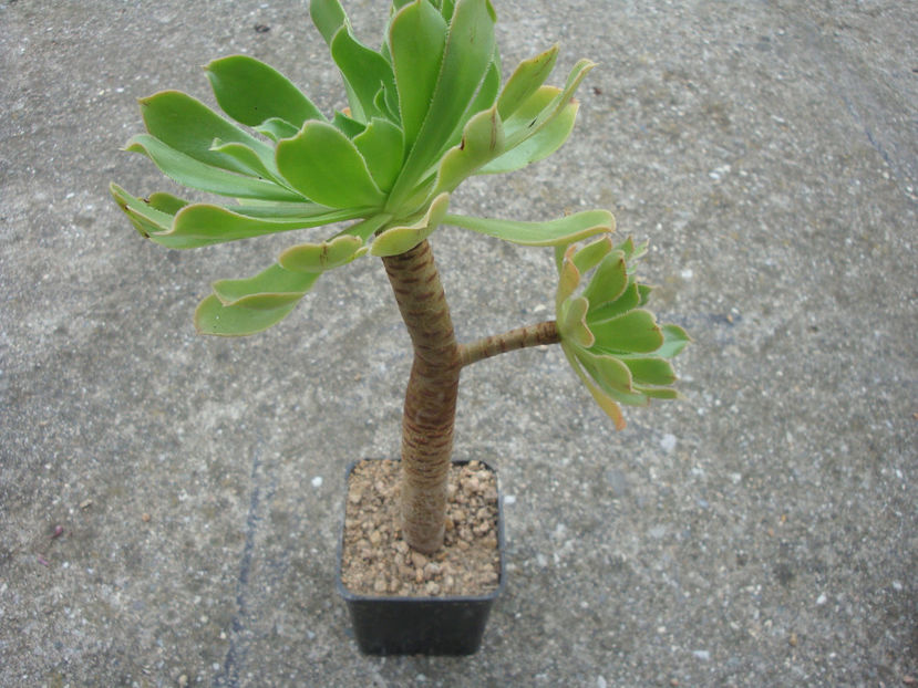 Aeonium arboreum Webb & Berthel 1840. - Genul Aeonium