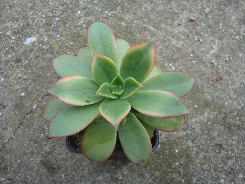 Aeonium haworthii cv. Kiwi - Genul Aeonium