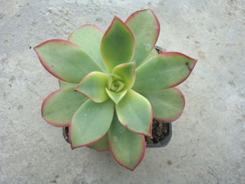 Aeonium haworthii cv. Kiwi - Genul Aeonium