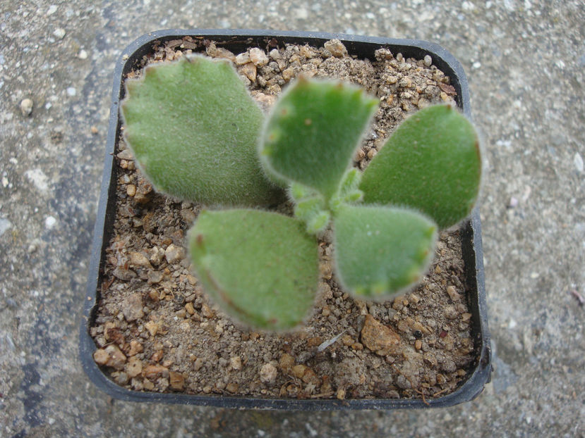 Cotyledon  tomentosa ssp. ladismithiensis (Poelln.) Toelken. 1977. - Genul Cotyledon