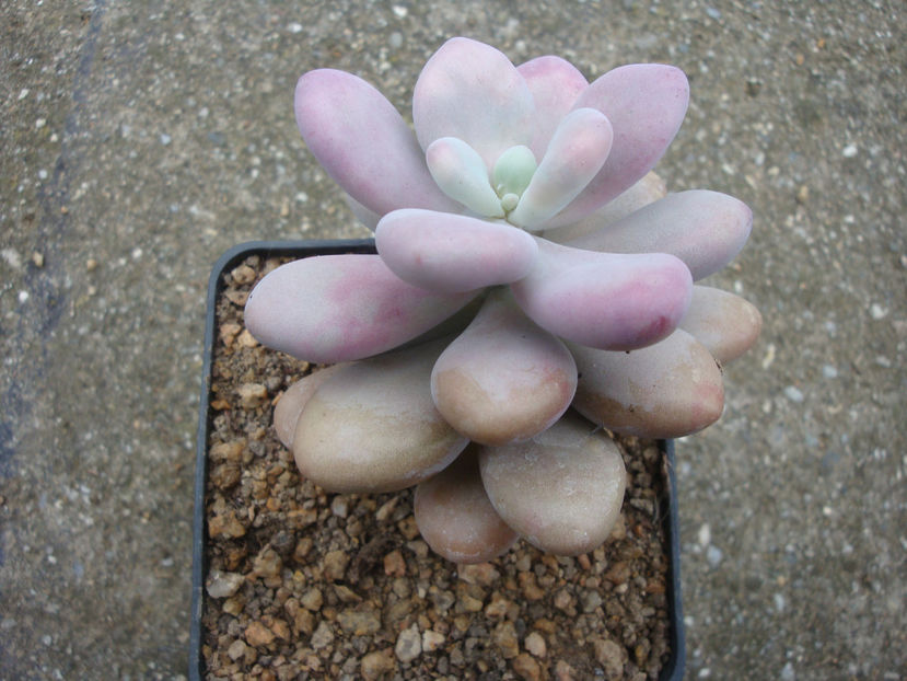 Graptopetalum amethystinum (Rose) E.Walther 1931. - Genul Graptopetalum