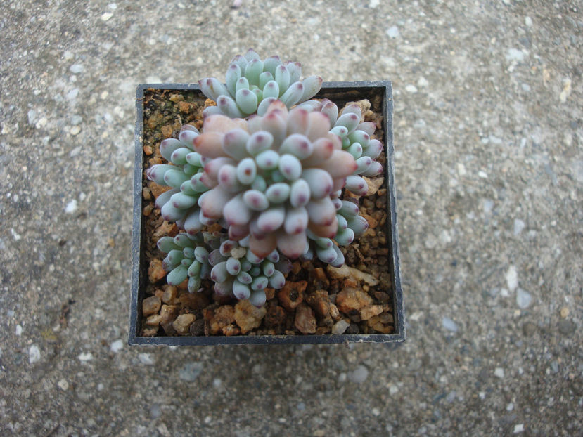 Graptopetalum pachyphyllum Rose 1922. - Genul Graptopetalum