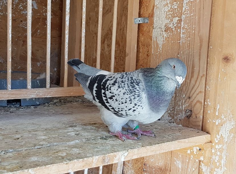 F 2015 - Femele 2019