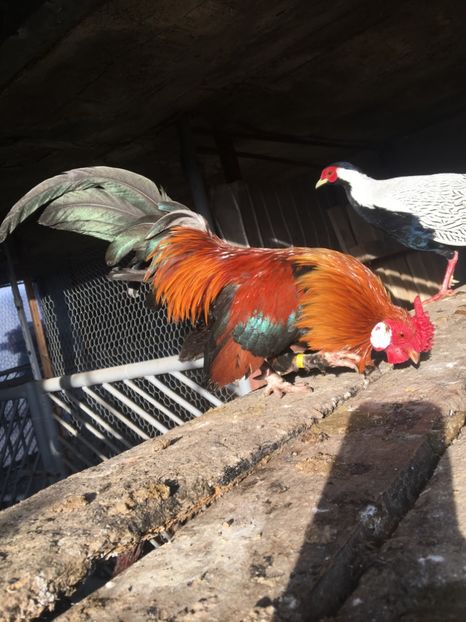  - Găini Pitici Potărnichiu