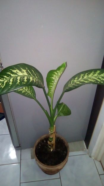  - Dieffenbachia seguine Tropic Snow