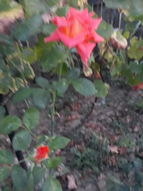 IMG-20181204-WA0001 - TRANDAFIRI 2018