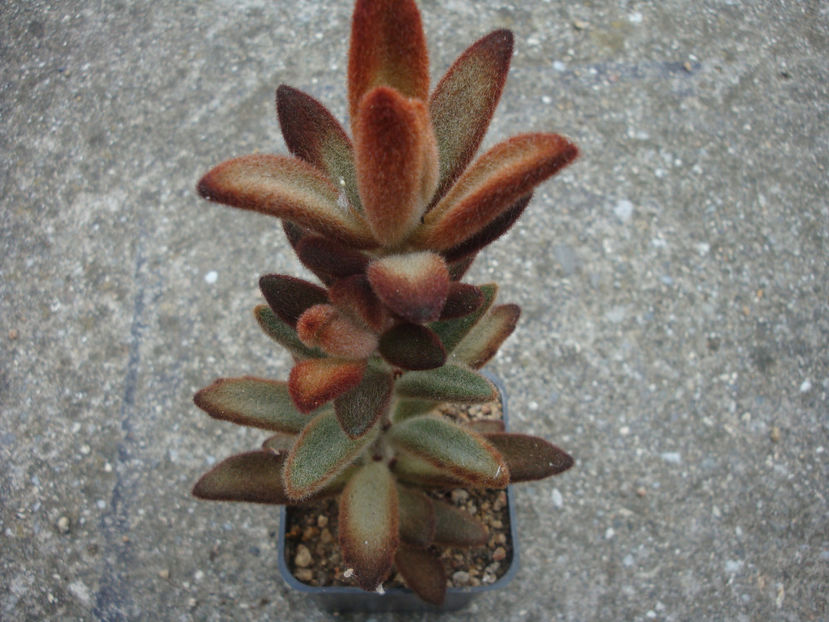 Kalanchoe tomentosa cv. Chocolate Soldier - Genul Kalanchoe